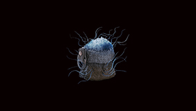 PC - Wither Salts x500