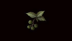 PC - Unripe Berries x500