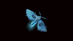 PC - Vigor Moth x500